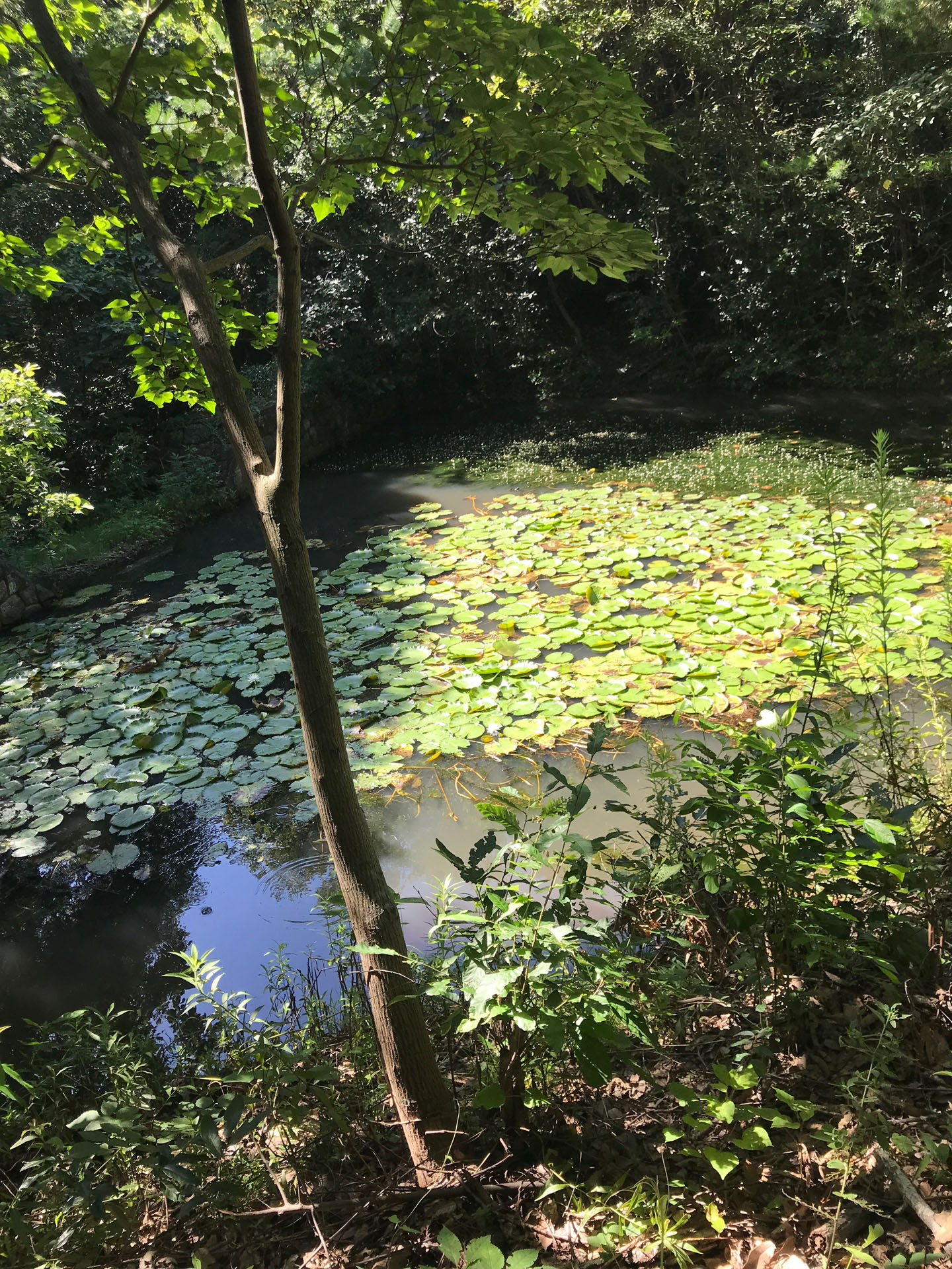 蓮がいっぱい生えた池がありました。