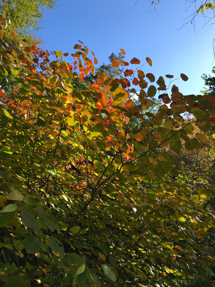色づき始めた葉と空とのコントラストがきれい。