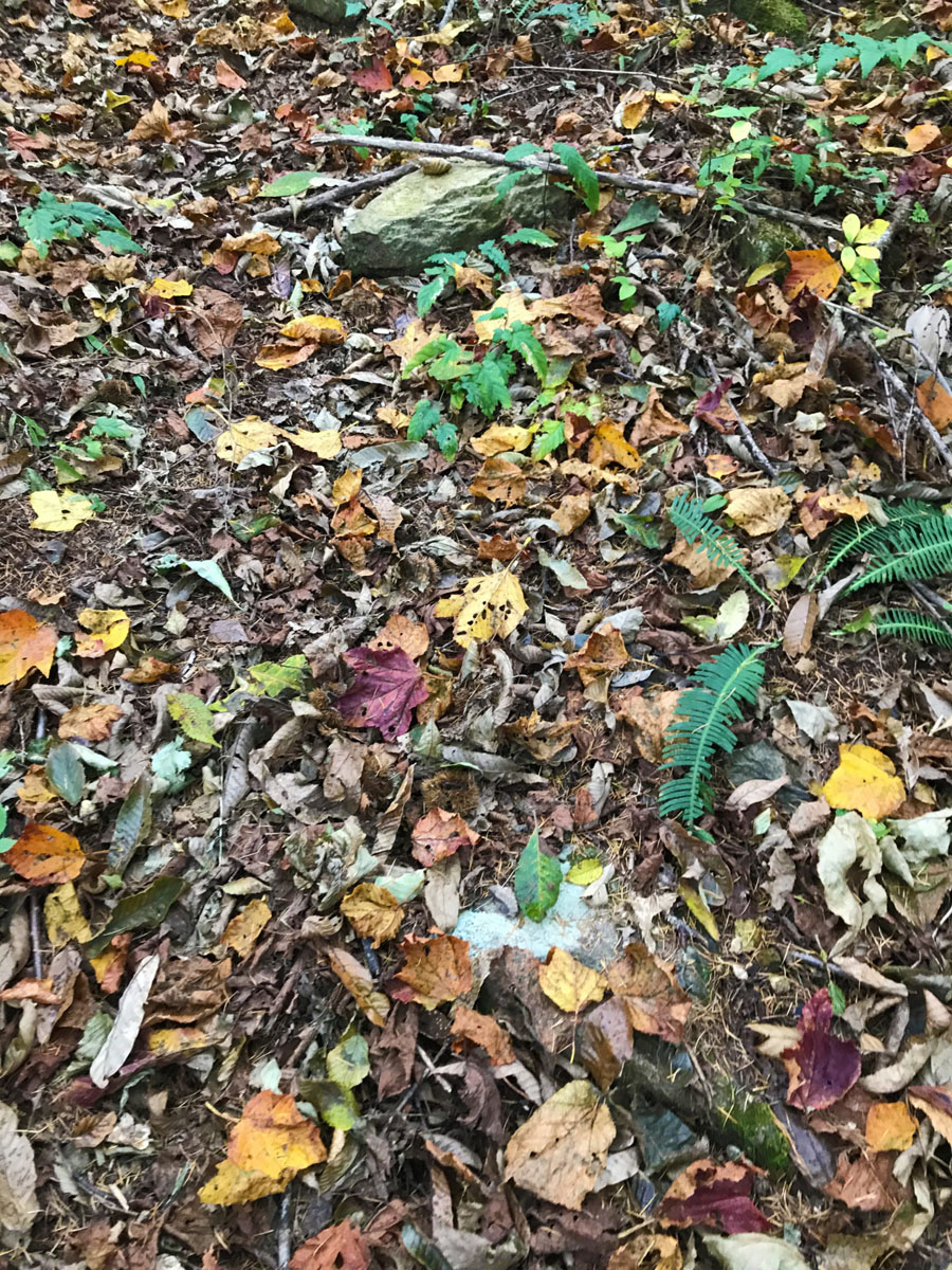 落ち葉の色が鮮やかになってきた。